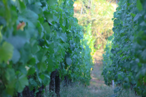 Spaargebirge, Meißen