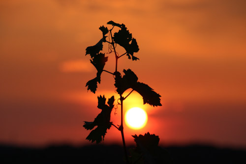 Spaargebirge, Meißen
