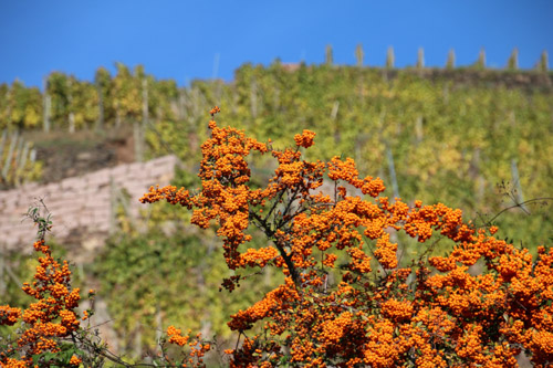 Herbst am Spitzhaus, Radebeul