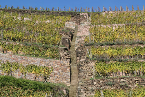 Herbst am Spitzhaus, Radebeul