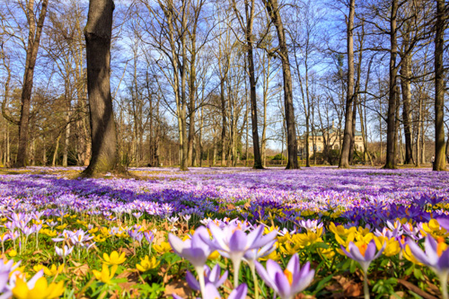 Großer Garten, Dresden im Frühling