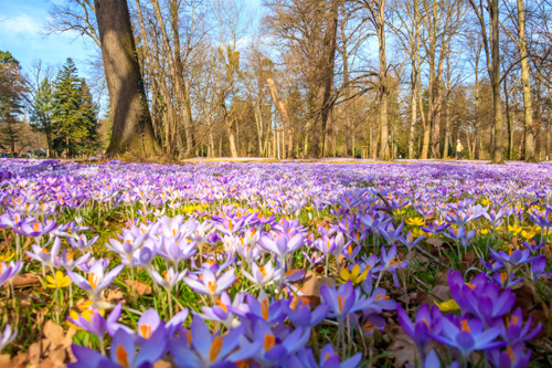 Großer Garten, Dresden im Frühling