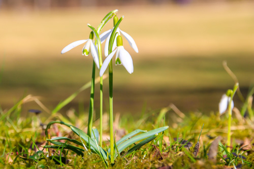 Großer Garten, Dresden im Frühling